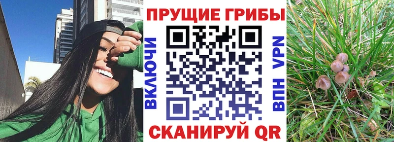 наркота  Всеволожск  гидра зеркало  Галлюциногенные грибы Psilocybine cubensis 